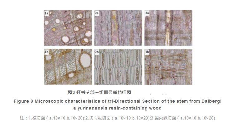 2.2 茎部三切面鉴别