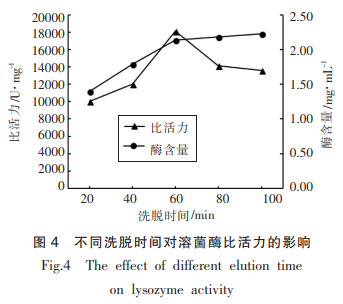 由图4可知,当洗脱时间为60min时,所得溶菌酶的比活力最高,随着洗脱