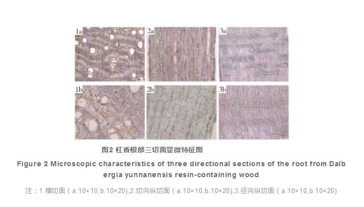 杠香生药学鉴别研究(二)