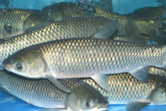 蛋白质氧化和酶对草鱼重组鱼肉品质及体外模拟消化的影响（二）
