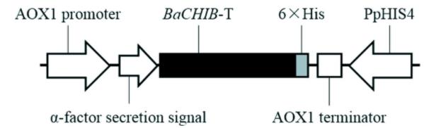 图1 重组载体pPIC9K-BaCHIB-T结构