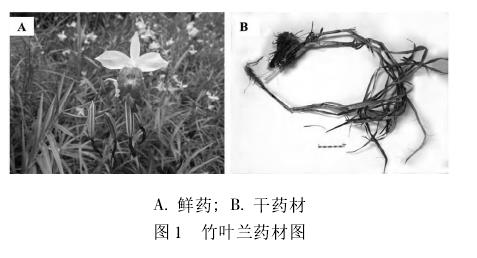  傣药竹叶兰研究进展（一）