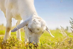 内蒙古山羊奶高质量标准体系项目规划论证已通过-www.bzwz.com伟业计量