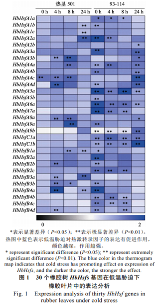  非生物胁迫对橡胶树热激转录因子家族成员表达的影响（一）