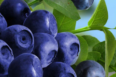杀菌工艺对蓝莓果汁品质的影响（二）
