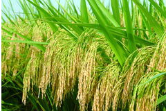 有机无机复混肥在热带地区双季稻上化肥减施的应用效果（二）