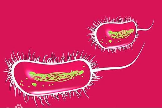 肠道集聚性大肠埃希氏菌菌体以及gDNA尺度物资的研制 （一）