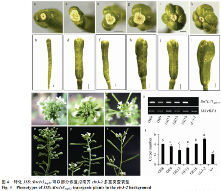  白菜型油菜srb多室性状的遗传分析与分子鉴定（三）