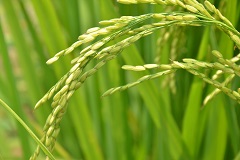 农业行业标准《水稻土地力分级与培肥改良技术规程》正式发布