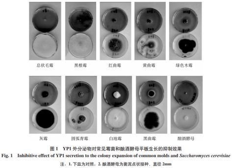 黑附球菌YP1分泌物的广谱抗霉菌活性和化学成分多样性分析（二）