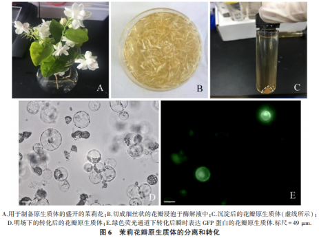  茉莉花原生质体瞬时表达体系的建立及应用（三）