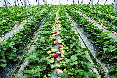大棚草莓种植技术（二）