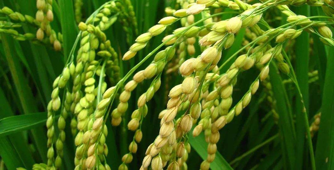 秸秆配施氮肥还田对水稻土酶活性的影响（二）-www.bzwz.com伟业计量