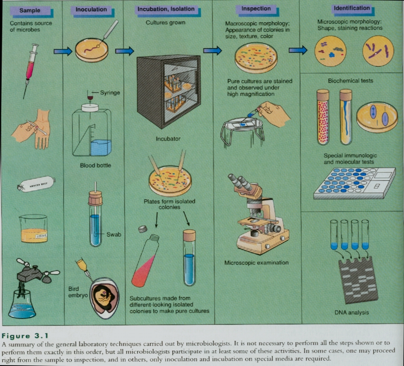 现代生物技术在食品工程中的应用-www.bzwz.com伟业计量