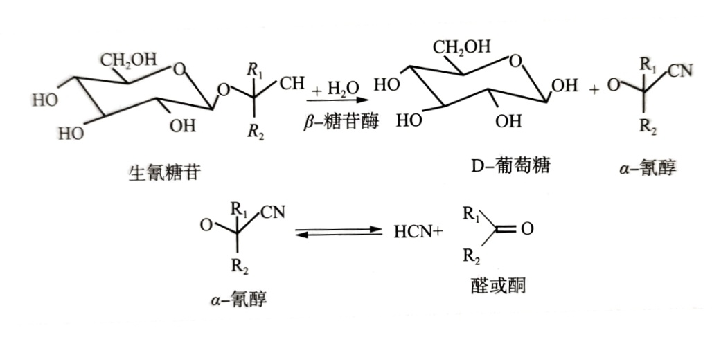 生氰糖苷的水解历程